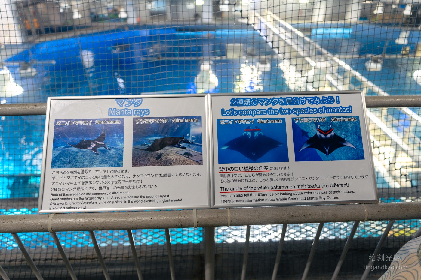 2026 沖繩美麗海水族館完整攻略|門票、交通、必看展區一次整理 - 第12張圖 沖繩美麗海水族館 黑潮探險 manta說明板