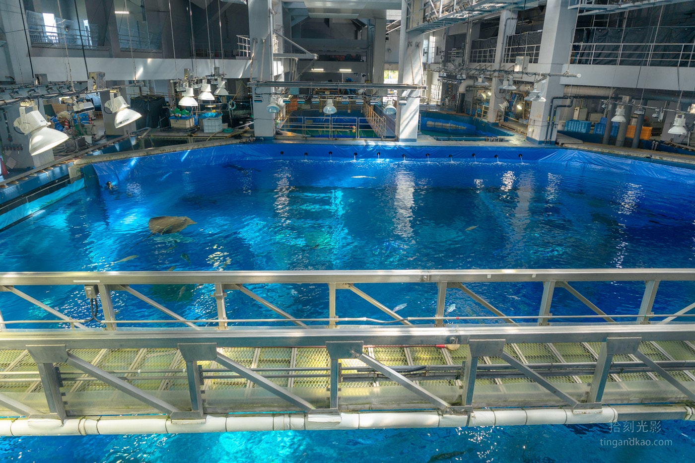 2026 沖繩美麗海水族館完整攻略|門票、交通、必看展區一次整理 - 第13張圖 沖繩美麗海水族館 黑潮探險 俯瞰視角
