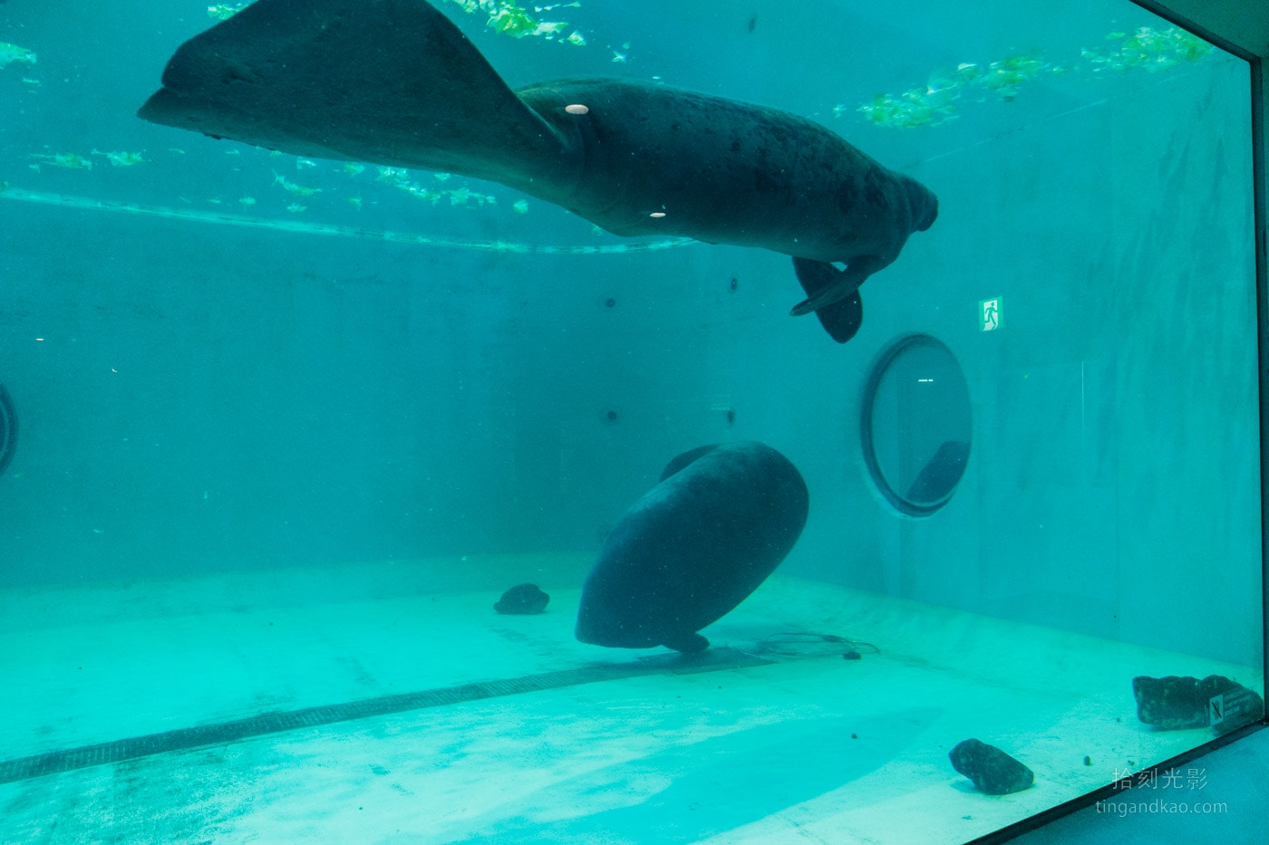 2026 沖繩美麗海水族館完整攻略|門票、交通、必看展區一次整理 - 第17張圖 沖繩美麗海水族館 儒艮展示區