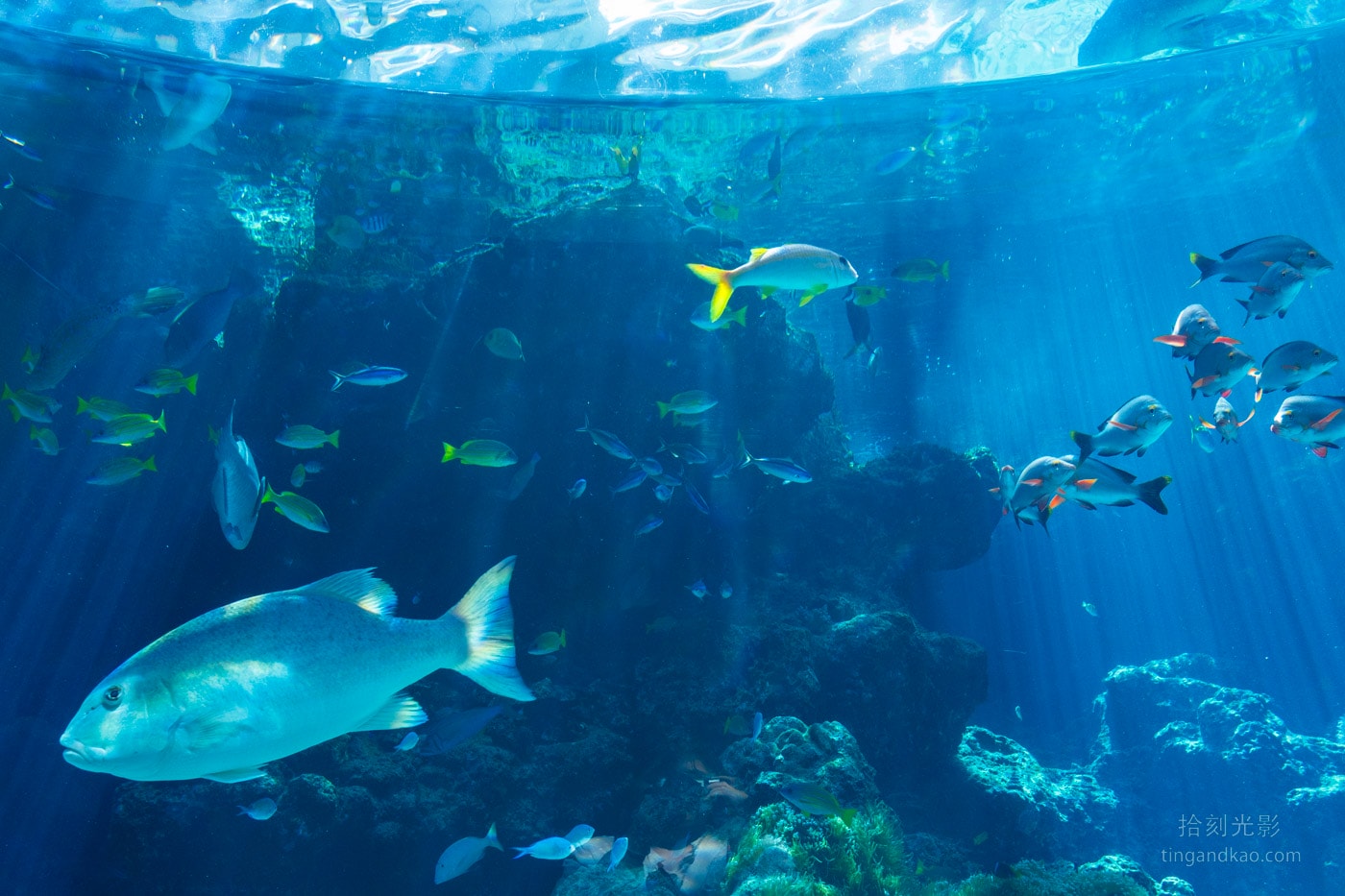 2026 沖繩美麗海水族館完整攻略|門票、交通、必看展區一次整理 - 第7張圖 沖繩美麗海水族館 珊瑚之海 魚類悠游