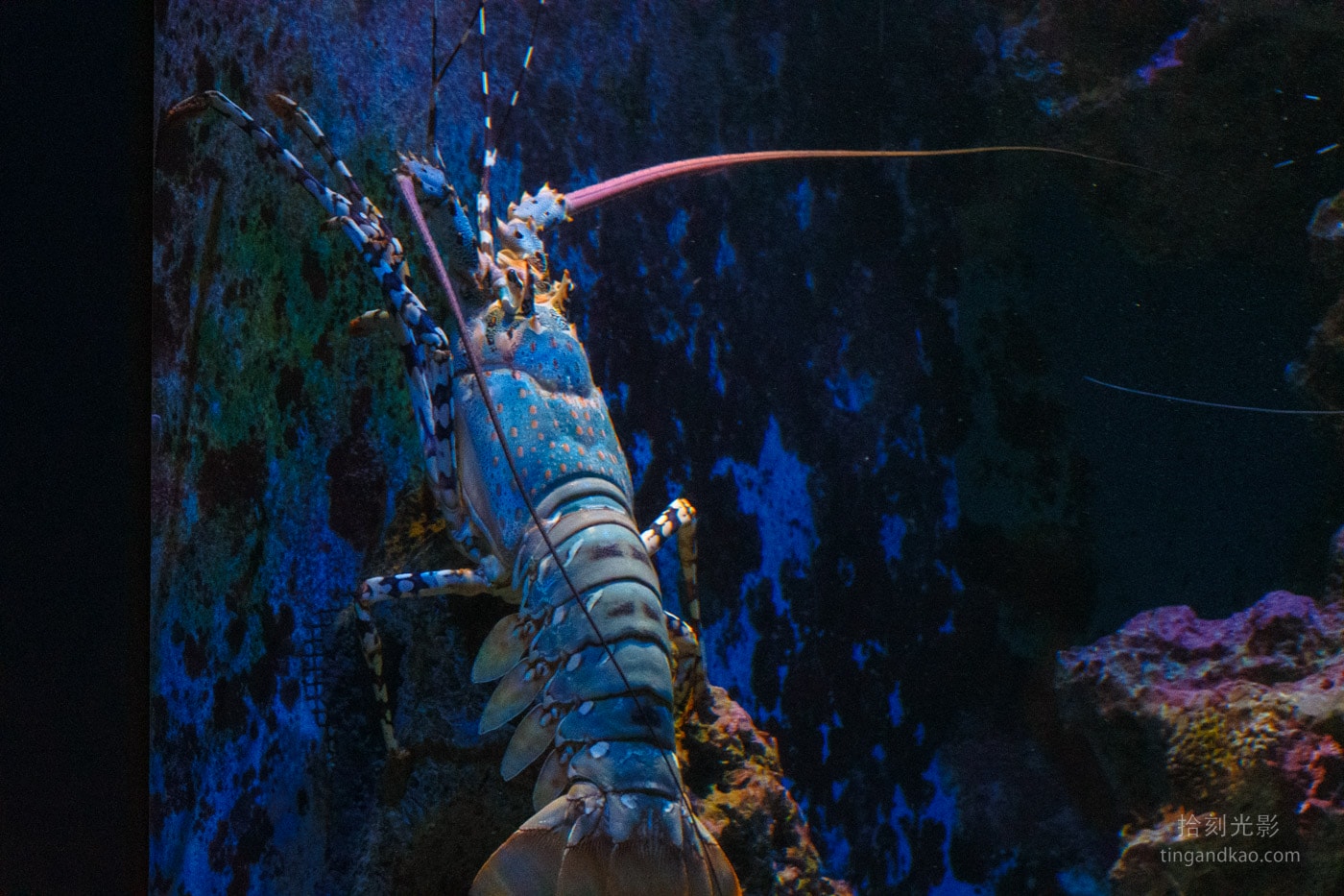 2026 沖繩美麗海水族館完整攻略|門票、交通、必看展區一次整理 - 第25張圖 沖繩美麗海水族館 深海龍蝦