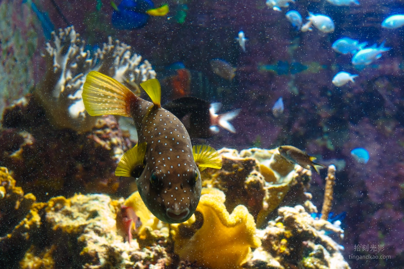 2026 沖繩美麗海水族館完整攻略|門票、交通、必看展區一次整理 - 第27張圖 沖繩美麗海水族館 白點魨