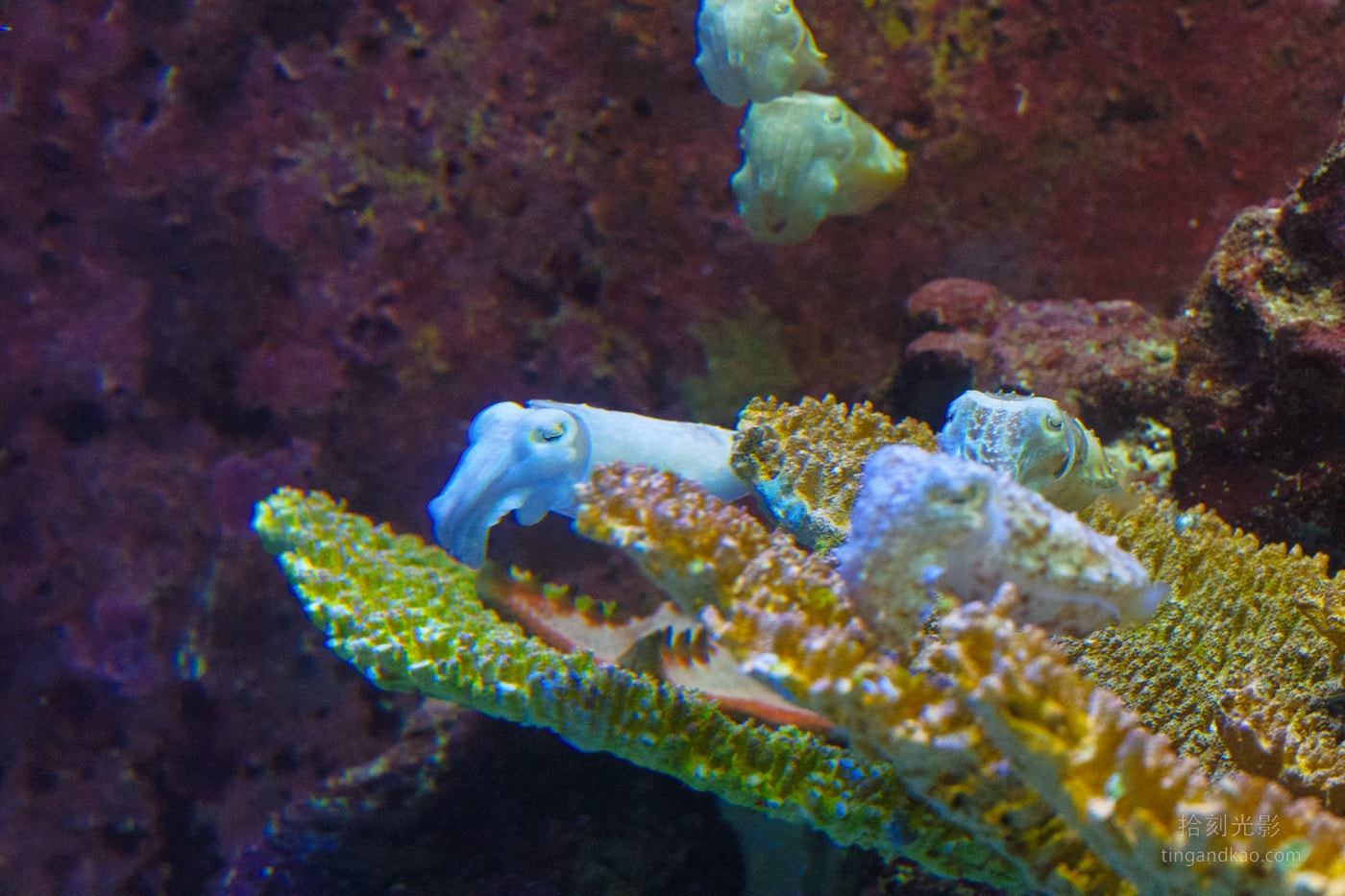 2026 沖繩美麗海水族館完整攻略|門票、交通、必看展區一次整理 - 第26張圖 沖繩美麗海水族館 白斑烏賊