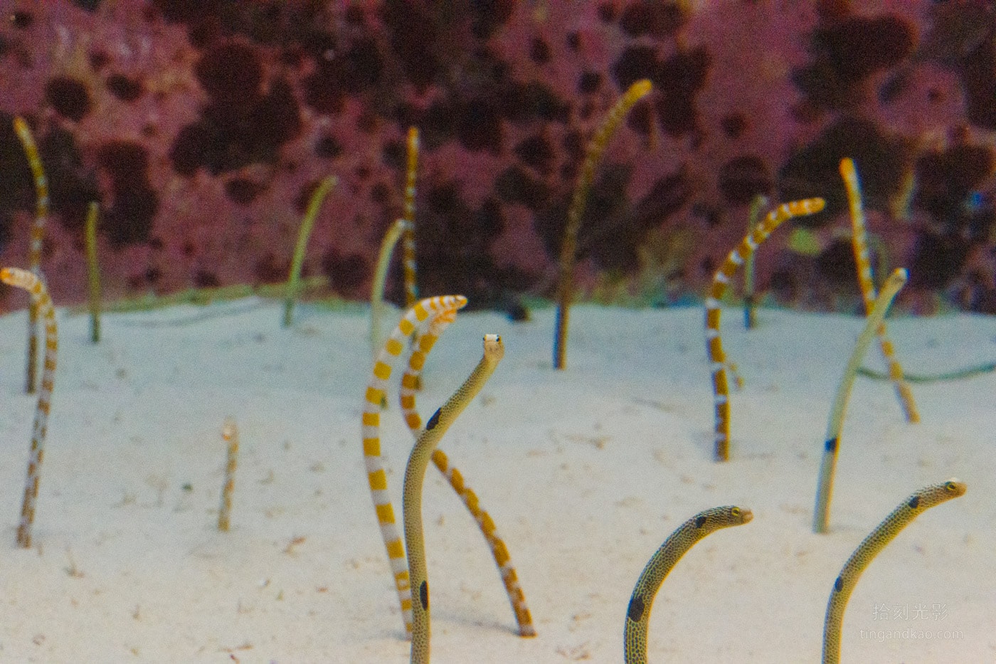 2026 沖繩美麗海水族館完整攻略|門票、交通、必看展區一次整理 - 第22張圖 沖繩美麗海水族館 花園鰻