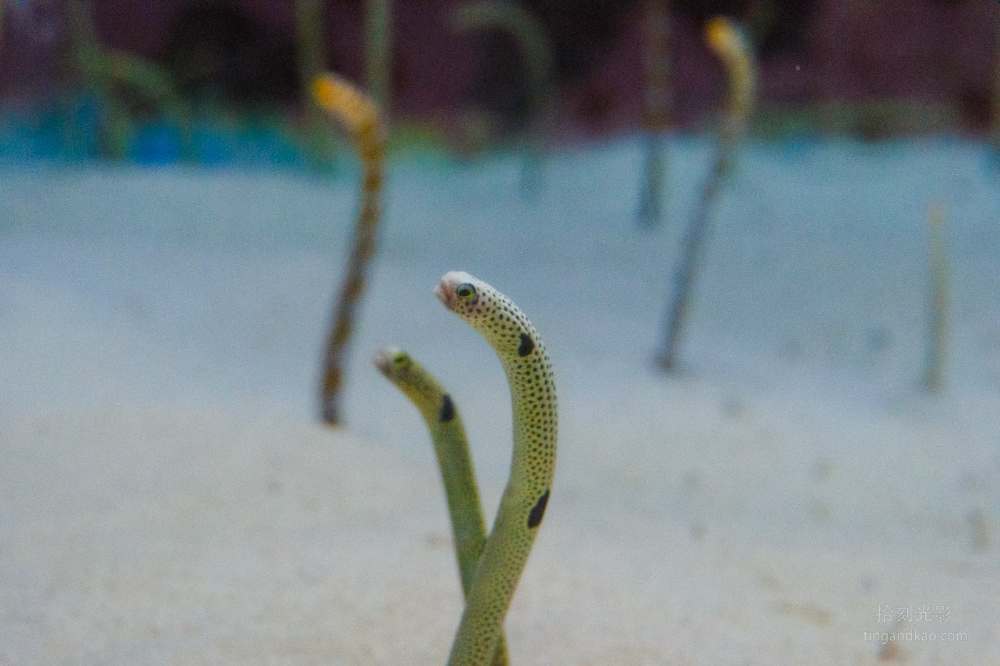 2026 沖繩美麗海水族館完整攻略|門票、交通、必看展區一次整理 - 第24張圖 沖繩美麗海水族館 花園鰻特寫