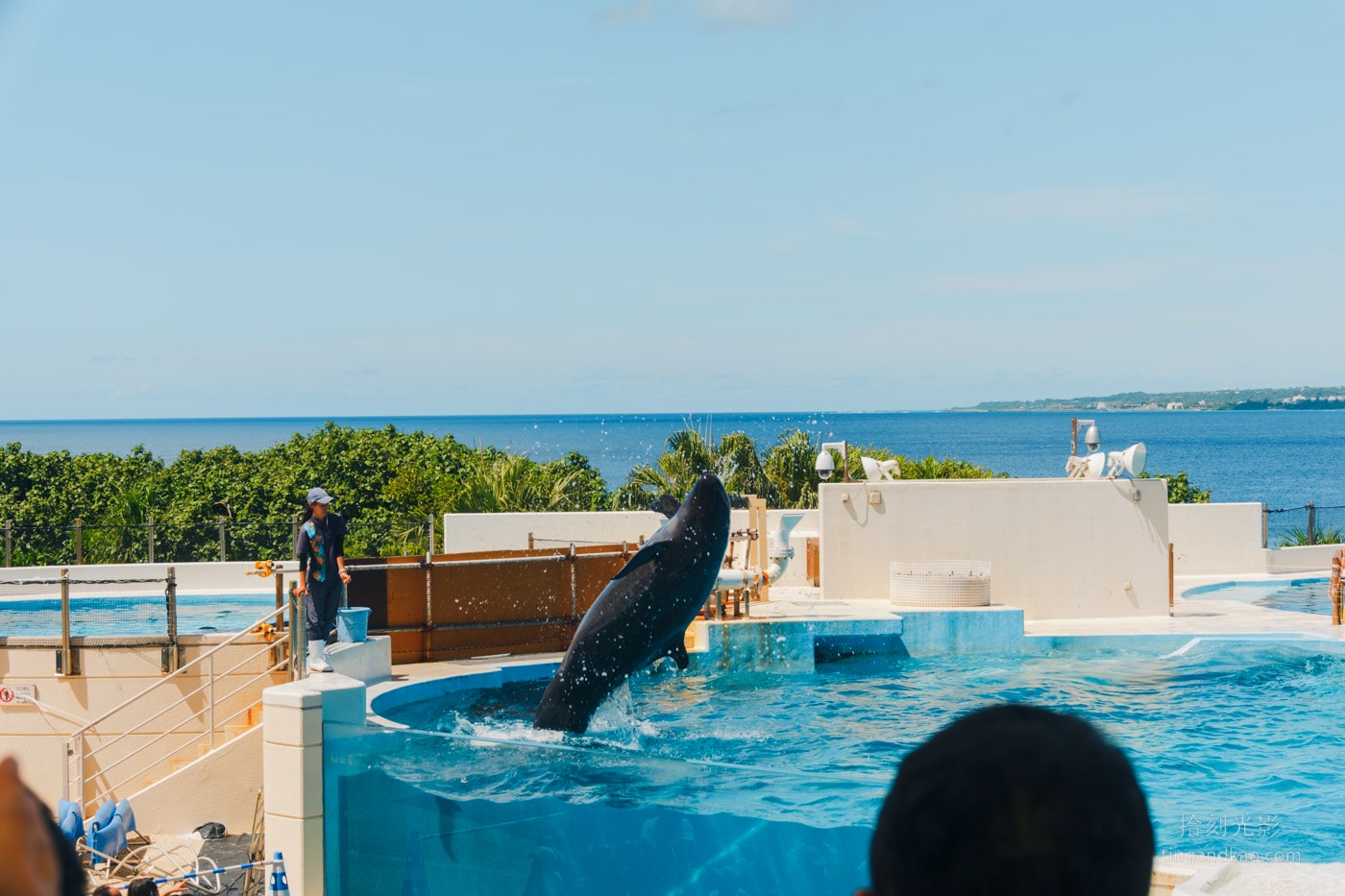 2026 沖繩美麗海水族館完整攻略|門票、交通、必看展區一次整理 - 第15張圖 沖繩美麗海水族館 Okichan 海豚劇場表演