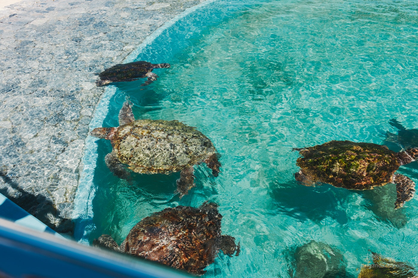 2026 沖繩美麗海水族館完整攻略|門票、交通、必看展區一次整理 - 第20張圖 沖繩美麗海水族館 海龜展示區 游泳的海龜