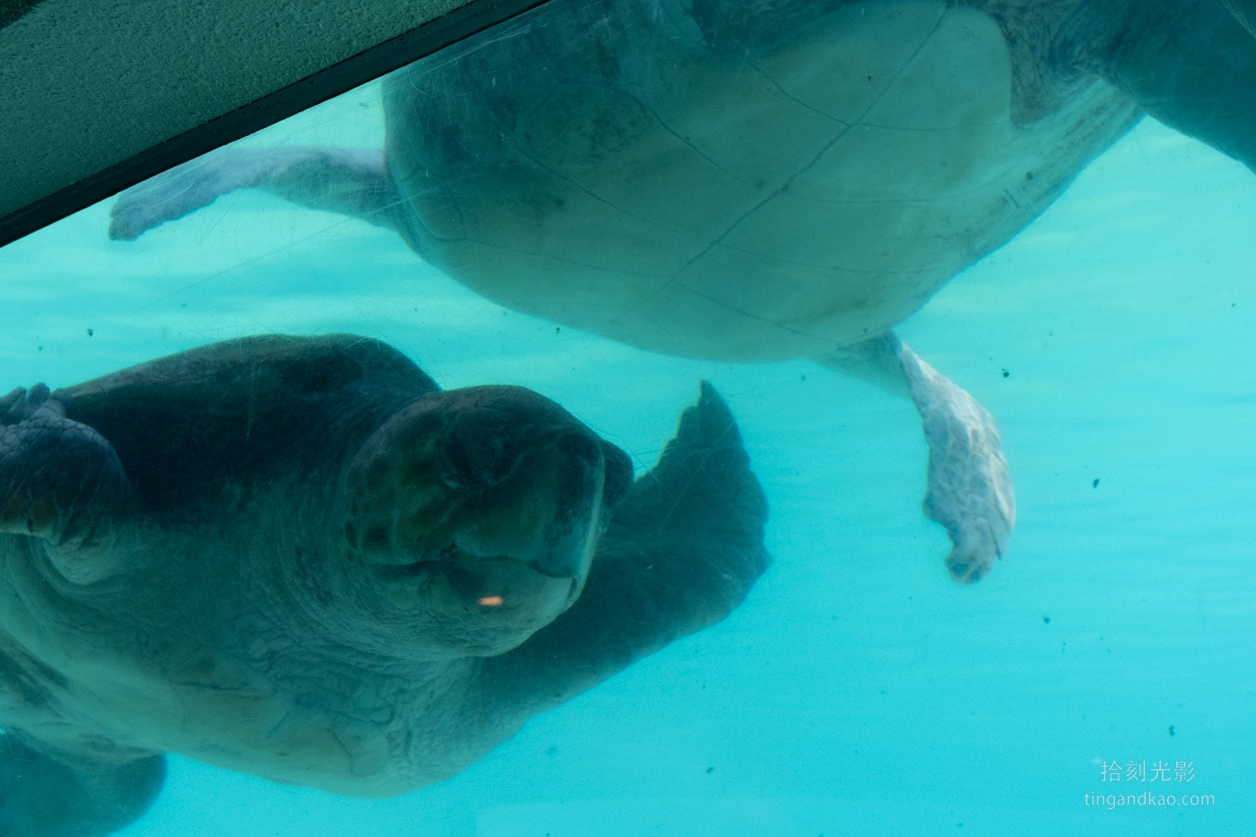 2026 沖繩美麗海水族館完整攻略|門票、交通、必看展區一次整理 - 第21張圖 沖繩美麗海水族館 海龜展示區 海龜近照