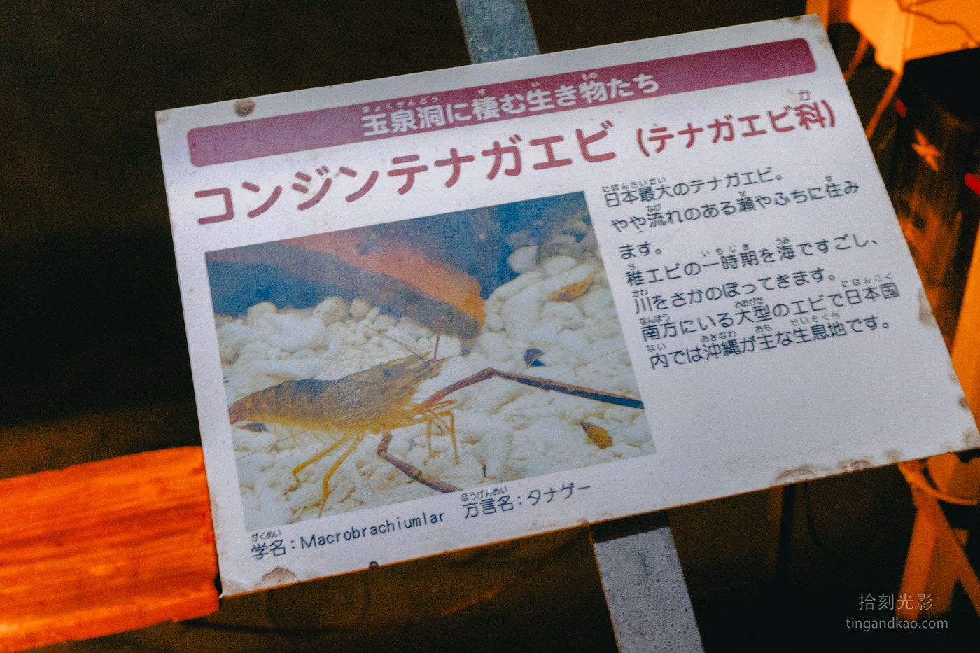 2026 沖繩玉泉洞&王國村|日本最長鐘乳石洞完整攻略,交通、票價、遊覽重點一次看 - 第21張圖 沖繩玉泉洞 洞底生物蝦子介紹