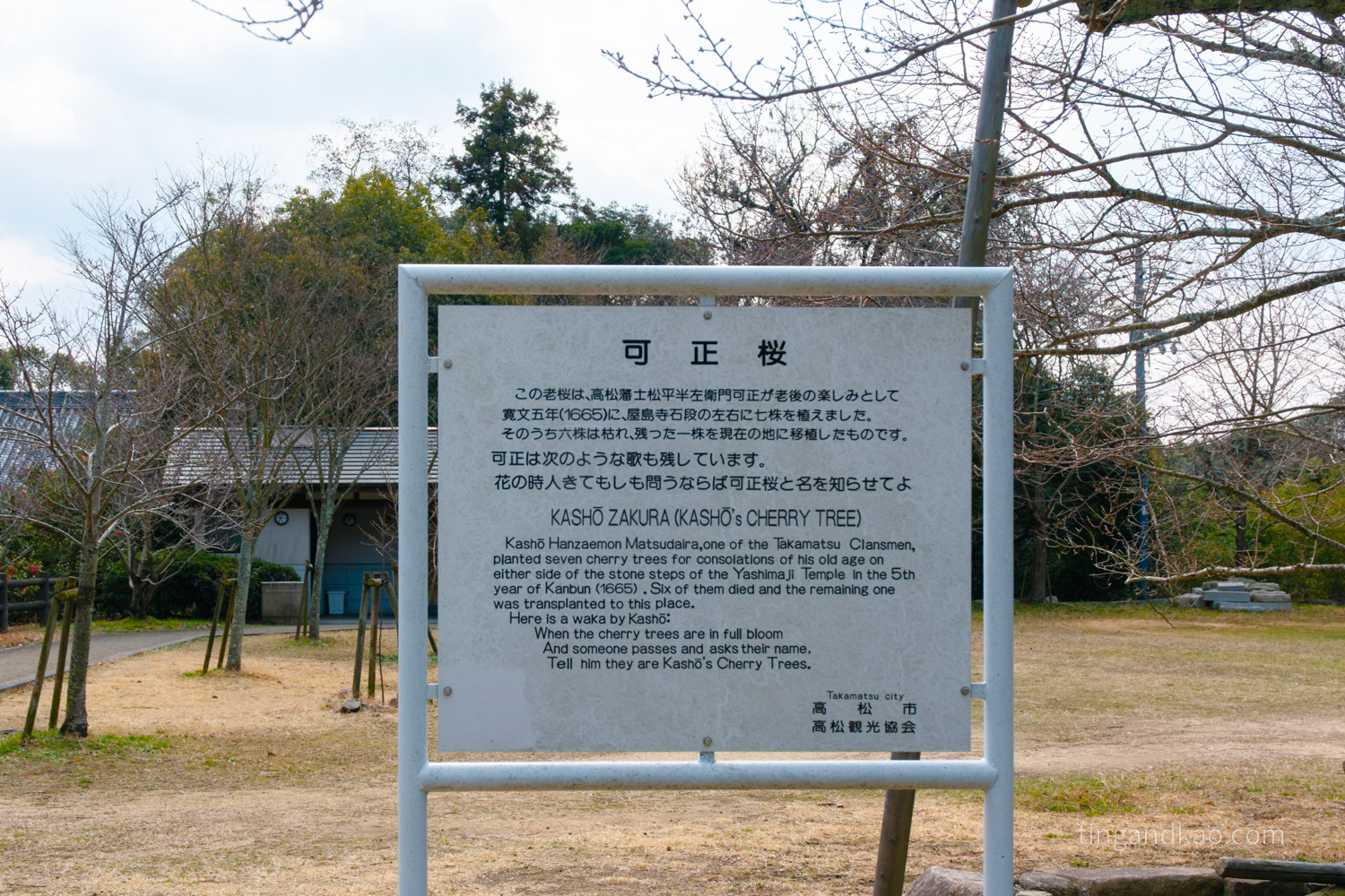 屋島寺 可正櫻