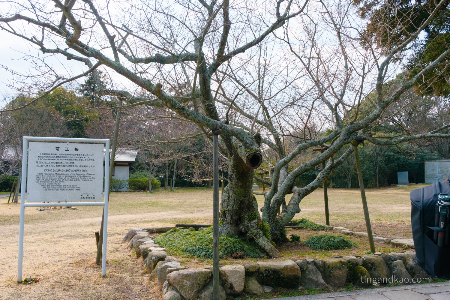 屋島寺 可正櫻