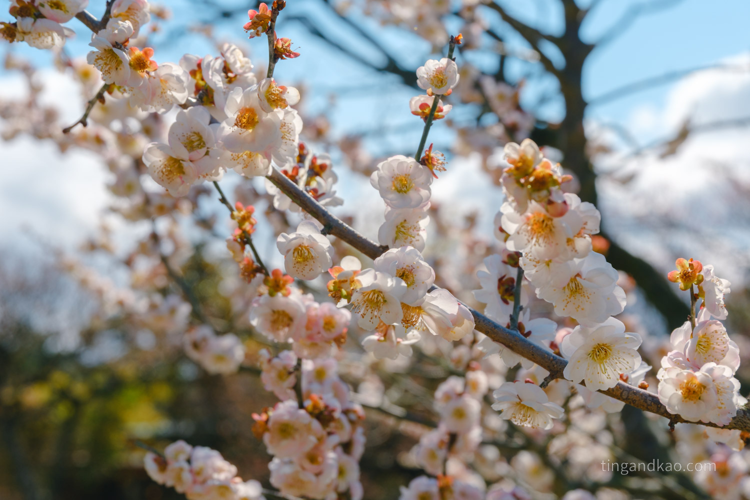 高松景點｜栗林公園 日本特別名勝，高松最美的回遊式庭園完整散步攻略