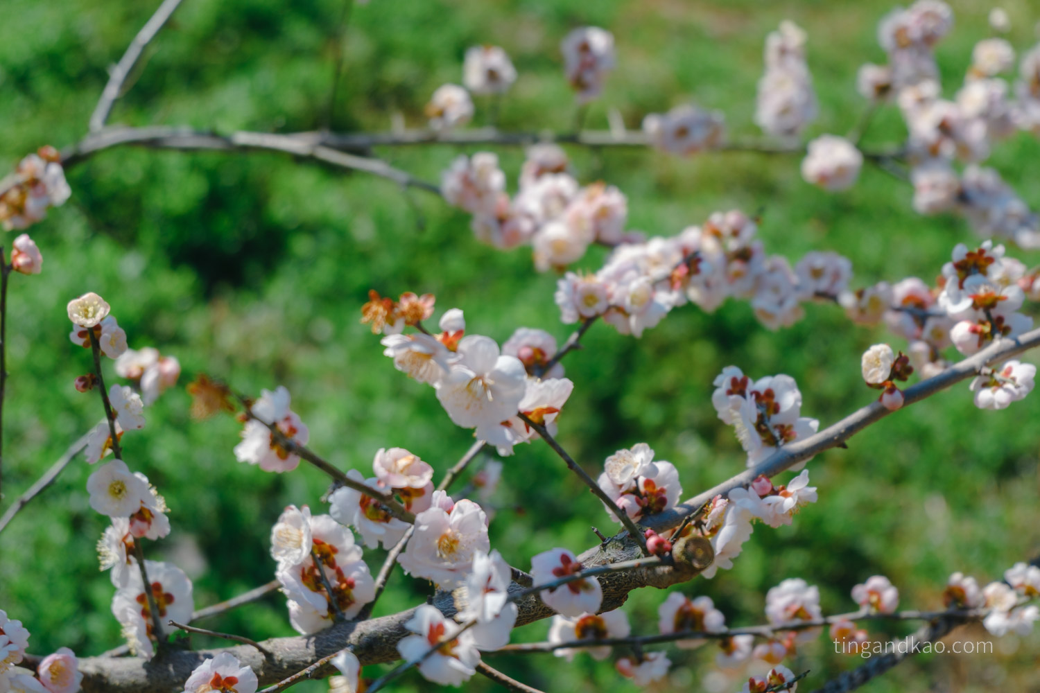高松景點｜栗林公園 日本特別名勝，高松最美的回遊式庭園完整散步攻略