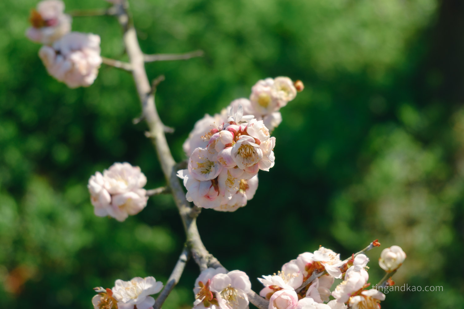 高松景點｜栗林公園 日本特別名勝，高松最美的回遊式庭園完整散步攻略