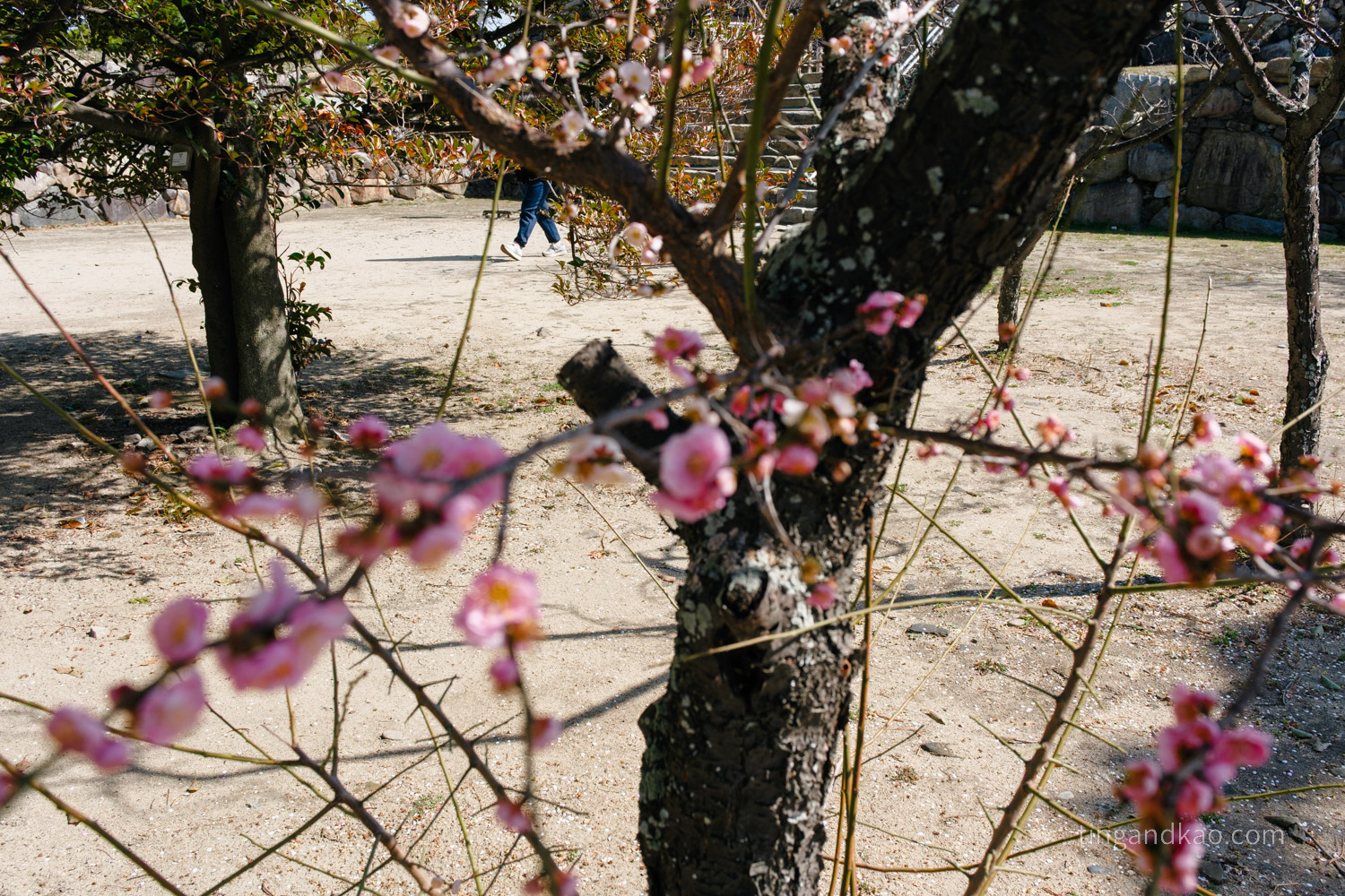 高松景點|玉藻公園(高松城跡)交通、門票、必看重點整理 - 第41張圖 高松景點|玉藻公園(高松城跡)交通、門票、必看重點整理