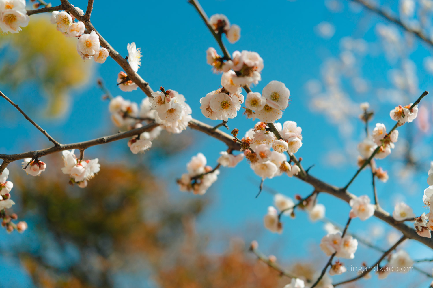 高松景點|玉藻公園(高松城跡)交通、門票、必看重點整理 - 第42張圖 高松景點|玉藻公園(高松城跡)交通、門票、必看重點整理